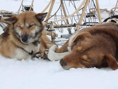 Aurora Husky Adventure in Finnmark | Photo: EH
