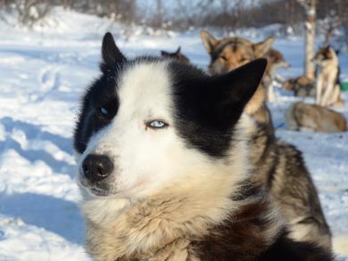 Aurora Husky Adventure in Finnmark | Photo: Matt Wright