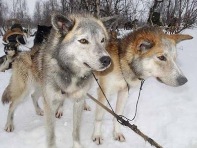 Aurora Husky Adventure in Finnmark | Photo: Hariprasad Kuppuswamy