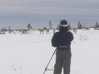Watching a reindeer herd | Photo: ET