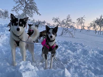 Live Like a Musher in Finnmark | Photo: GH