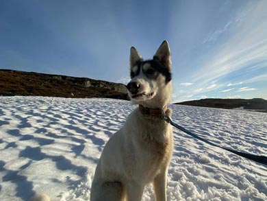 Live Like a Musher in Finnmark | Photo: GH