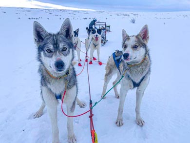 Live Like a Musher in Finnmark | Photo: GH
