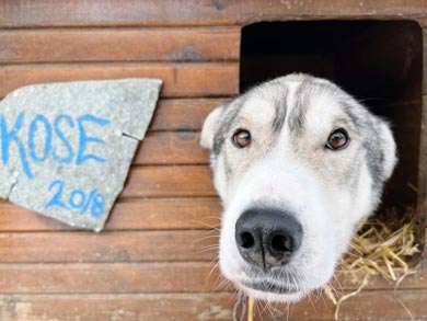 Live Like a Musher in Finnmark | Photo: GH