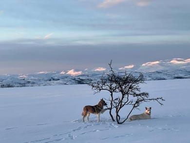 Live Like a Musher in Finnmark | Photo: GH