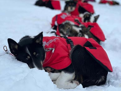 Live Like a Musher in Finnmark | Photo: GH