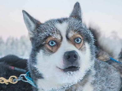 Hut to Hut Aurora Husky Safari in Lapland | Photo: HHS