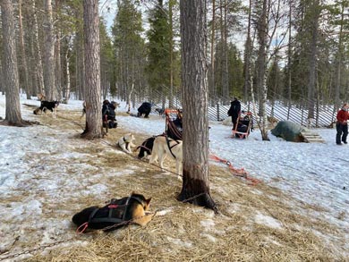 Hut to Hut Aurora Husky Safari in Lapland | Photo: Marco Penzone