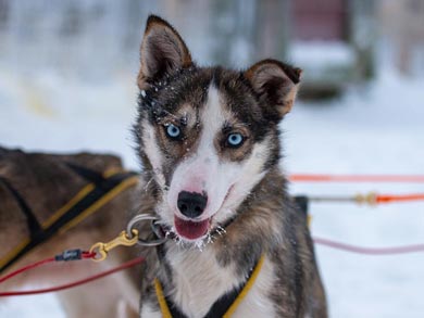 Husky, Ski and Snowshoe Week in Southern Lapland | Photo: HT