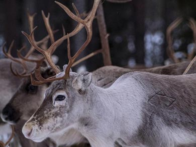 Husky, Ski and Snowshoe Week in Southern Lapland | Photo: HT
