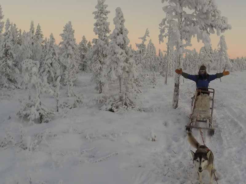 Discover Dog Sledding in Lapland