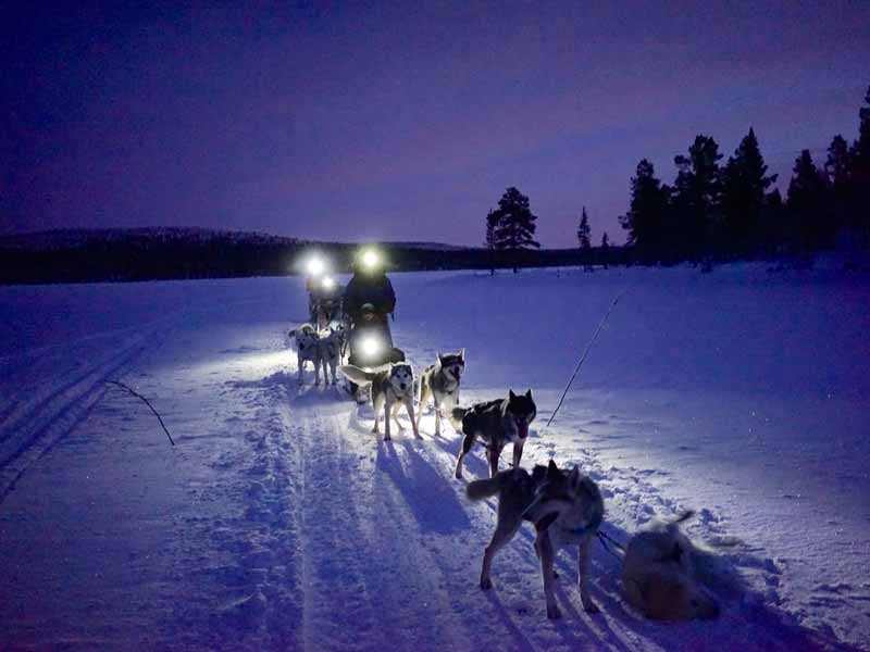 Dog sledding in Kiruna Lapland
