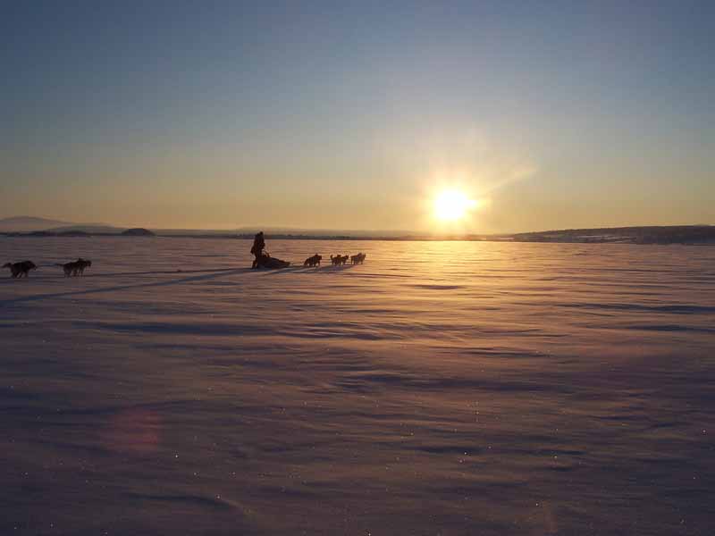 Northern Lights Dog Sledding in Lapland