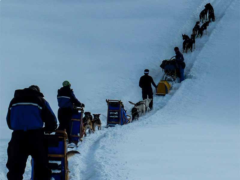 Going uphill when dog sledding, especially in deep snow, can be hard work