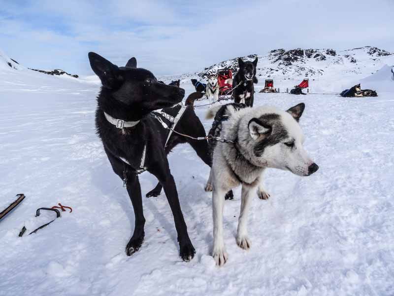 Driving your own dogsled
