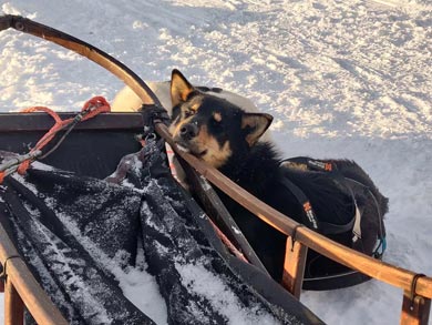 Wilderness Lodge and Husky Sledding in Swedish Lapland | Photo: KST