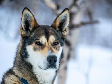 Northern Lights Husky Week | Photo: LND