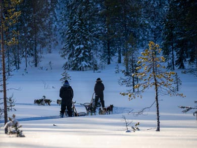 Northern Lights Husky Week | Photo: LND