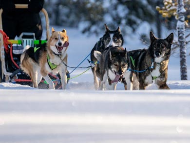 Northern Lights Husky Week | Photo: LND