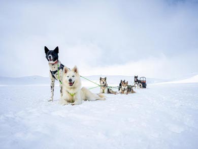 Northern Lights Husky Week | Photo: LND