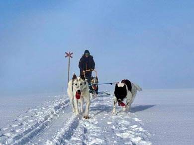 You'll be driving your own dog team during the tour | Photo: LND