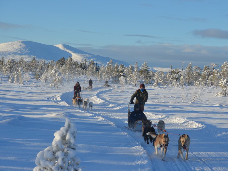 Dog sledding in the mountains of Trøndelag