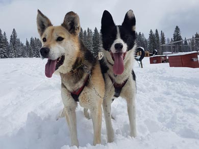 Go Dog Sledding in Trøndelag | Photo: NHA