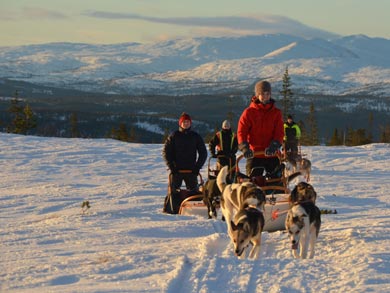 Go Dog Sledding in Trøndelag | Photo: NHA