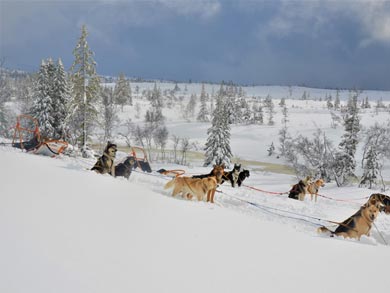 Go Dog Sledding in Trøndelag | Photo: NHA