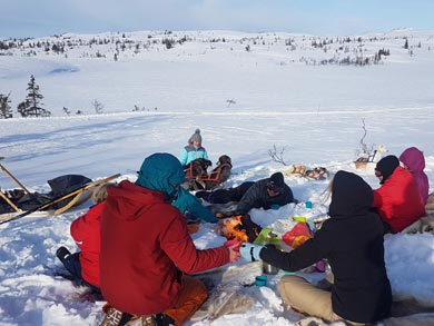 Go Dog Sledding in Trøndelag | Photo: NHA