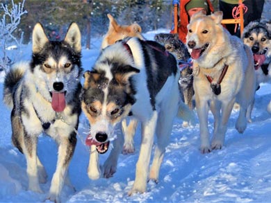 Go Dog Sledding in Trøndelag | Photo: NHA