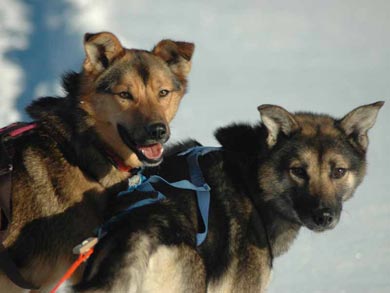 Go Dog Sledding in Trøndelag | Photo: NHA