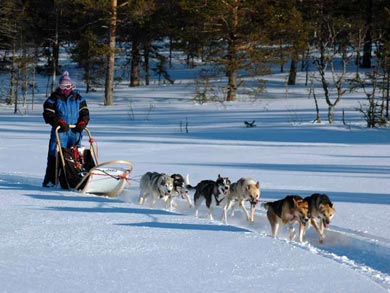 Go Dog Sledding in Trøndelag | Photo: NHA