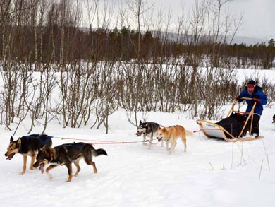 Go Dog Sledding in Trøndelag | Photo: NHA