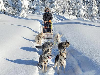 Go Dog Sledding in Trøndelag | Photo: NHA