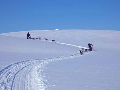 Go Dog Sledding in Trøndelag | Photo: NHA