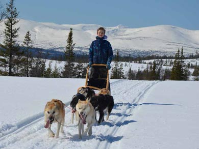 Go Dog Sledding in Trøndelag | Photo: NHA