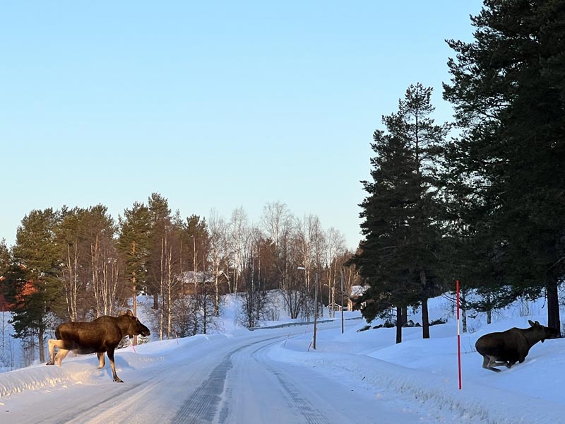 Winter Wonderland in Jämtland