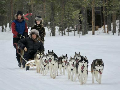 Dog sledding with the family huskies | Photo: NOH