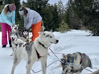 Harnessing the huskies to go sledding | Photo: NOH