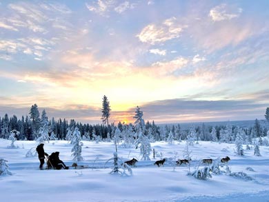 Dog sledding through the forest | Photo: NOH