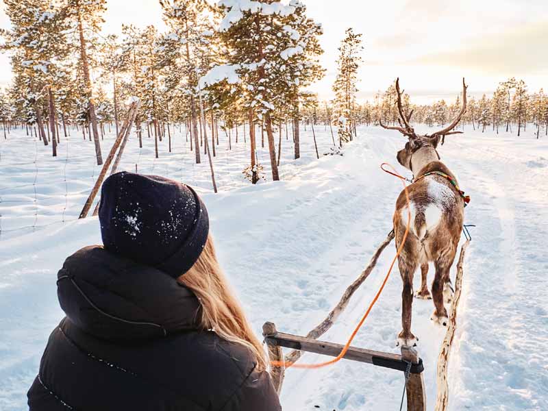 Reindeer Encounter and Sami Experience in Lapland