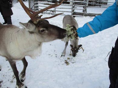 Reindeer Encounter and Sámi Experience in Lapland | Photo: Nature Travels