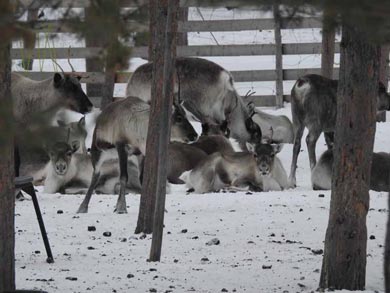 Reindeer Encounter and Sámi Experience in Lapland | Photo: Resy van Beek