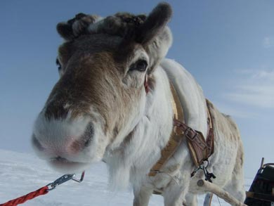 Reindeer Encounter and Sámi Experience in Lapland | Photo: Nature Travels