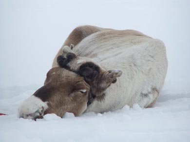 Reindeer Encounter and Sámi Experience in Lapland | Photo: Nature Travels