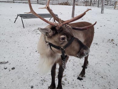 Reindeer Encounter and Sámi Experience in Lapland | Photo: Carol Page