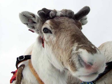 Reindeer Encounter and Sámi Experience in Lapland | Photo: Nature Travels