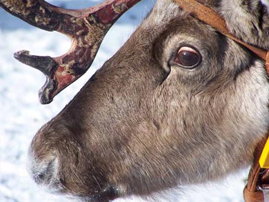 Reindeer Encounter and Sámi Experience in Lapland | Photo: Nature Travels