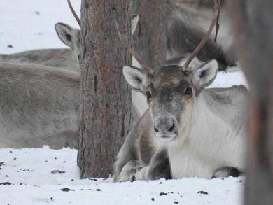 Reindeer Encounter and Sámi Experience in Lapland | Photo: Resy van Beek